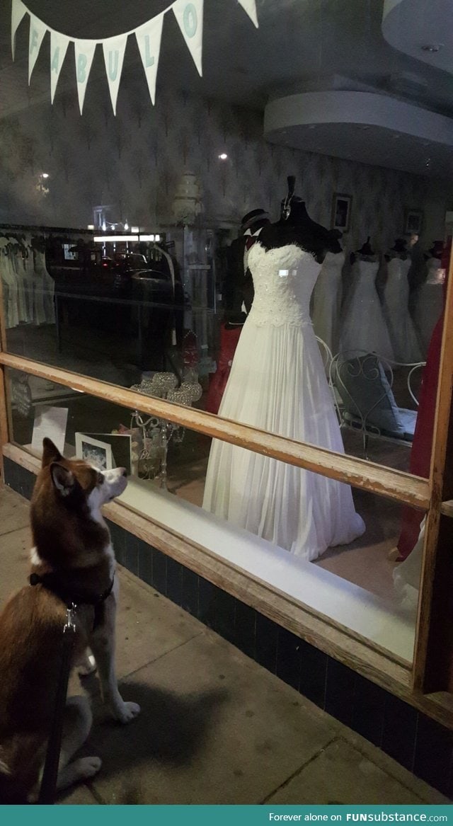 Inside every husky is a little girl who dreams of her big day