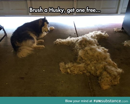 Husky owners will know