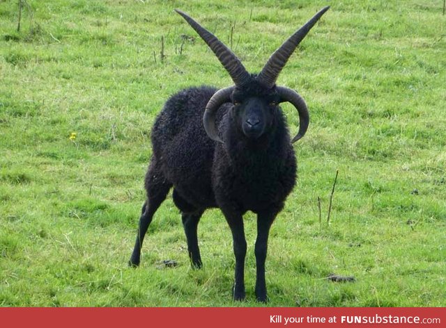 Hebridean sheep often grow two sets of horns