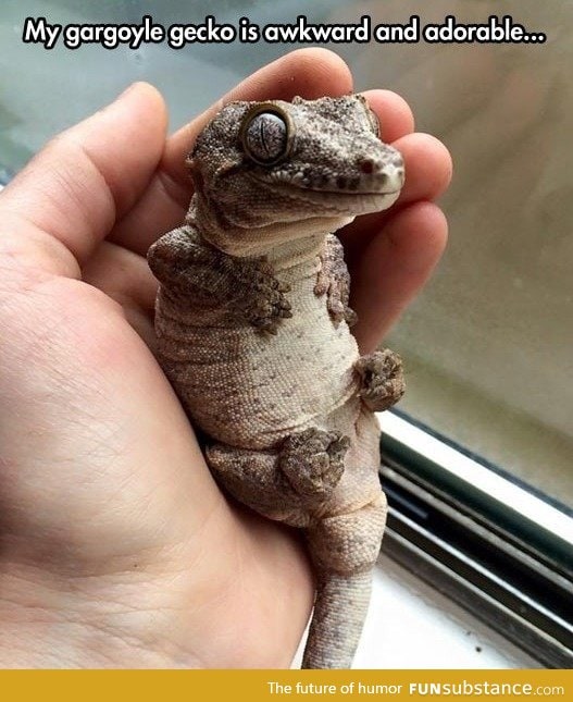 Adorable Gargoyle Gecko