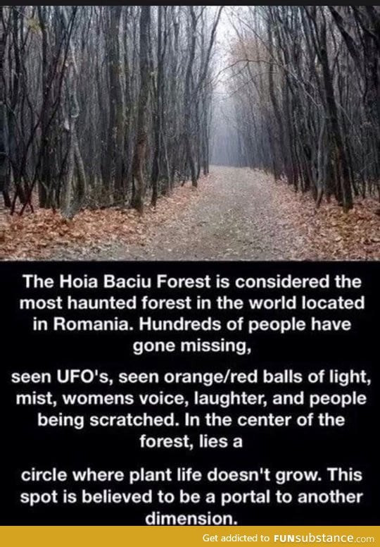The hoia baciu forest