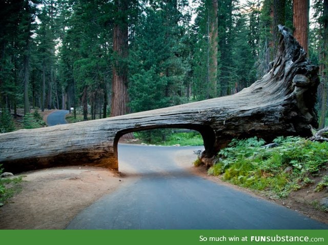 Sequoia national park - cutting a path through a fallen tree