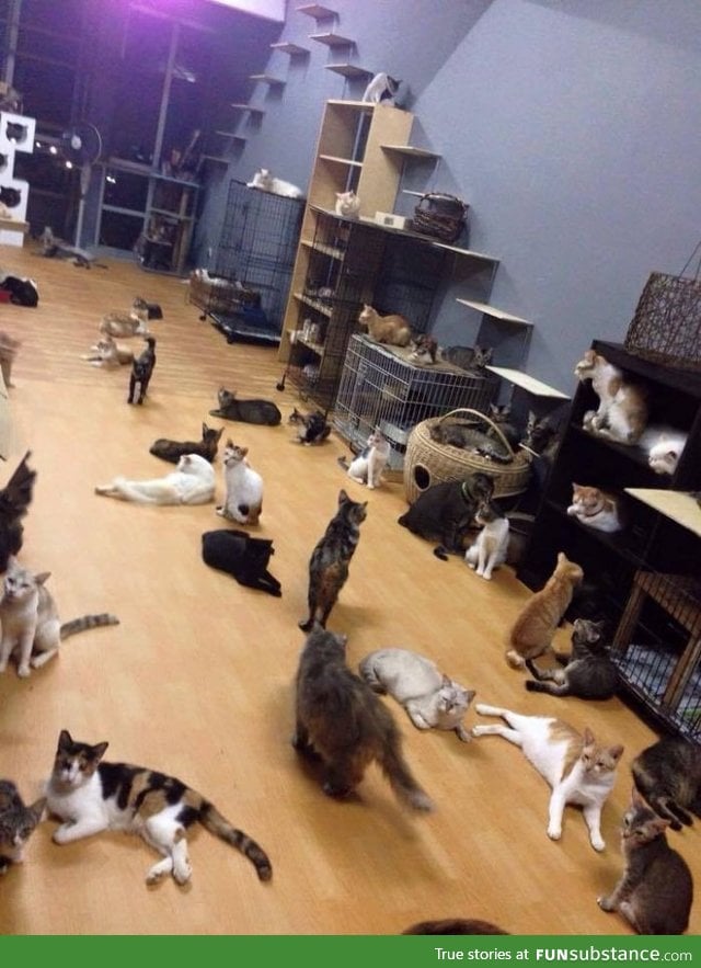 Apparently this guy owns 300 cats and place them all in one house