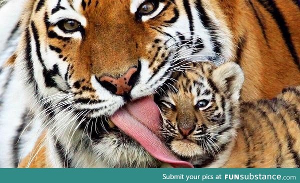 Tiger licking her cubs face