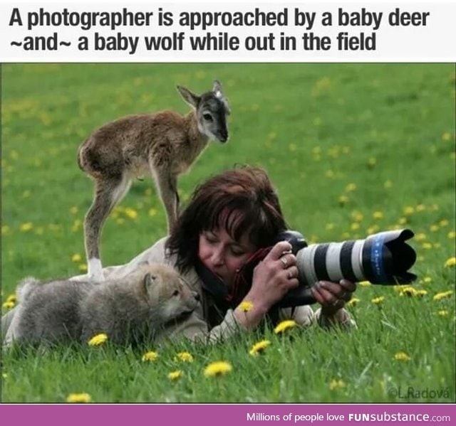 Adorable baby deer and baby wolf joins photographer in the field
