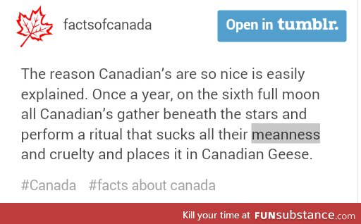 Canadian Geese need to gtfo