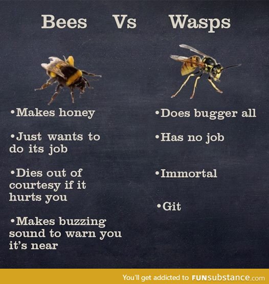 Bees vs Wasps