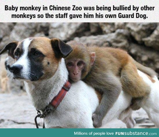 Monkey and dog are best buds