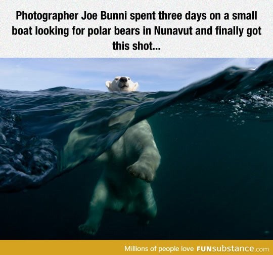 After three days on a boat, he finally got a rare photo of a polar bear