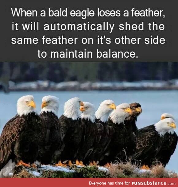 Now it makes sense why they call it a bald eagle