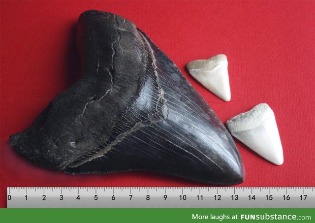 If you think a great white sharks teeth  are big you should see a megalodons  teeth