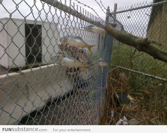 Fish caught in fence during Hurricane Sandy