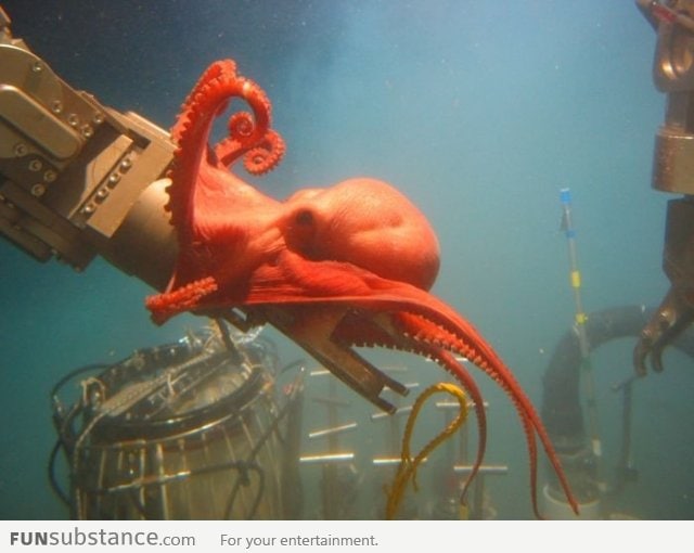 Octopus is curious about NOAA equipment