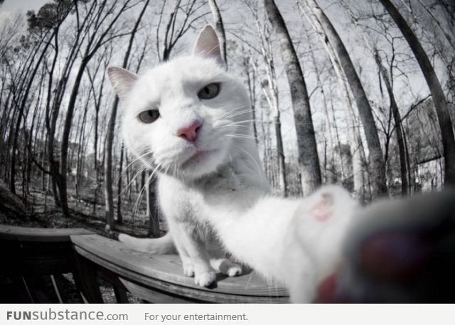 This cat is taking her selfy