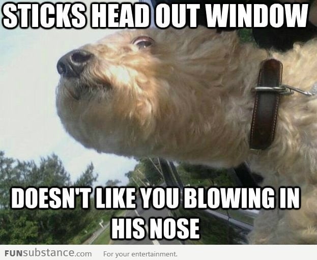 Dog Logic