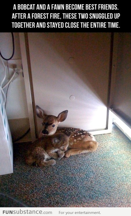 Bobcat and fawn become best friends