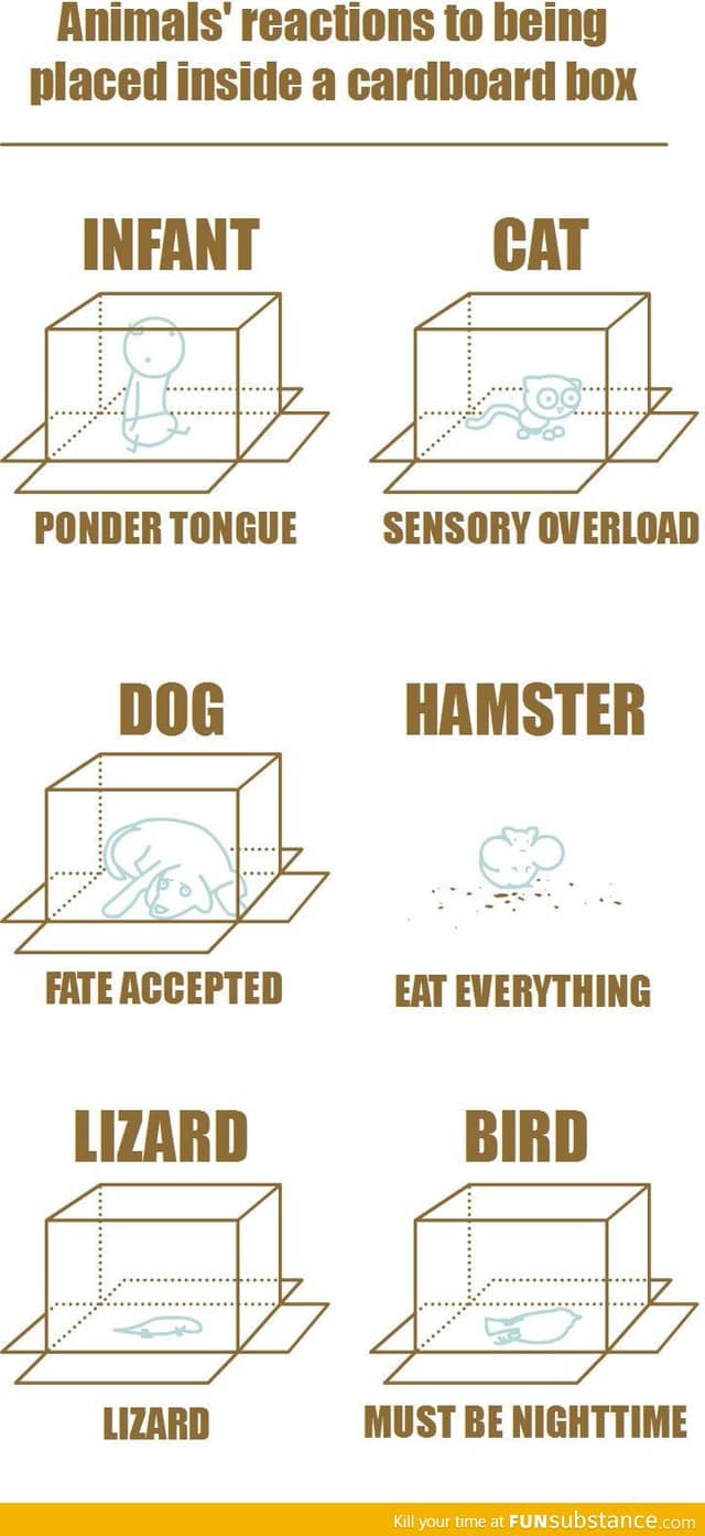 Animal's Reactions To Being Placed Inside A Cardboard Box