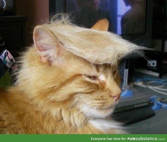 Trump your cat!