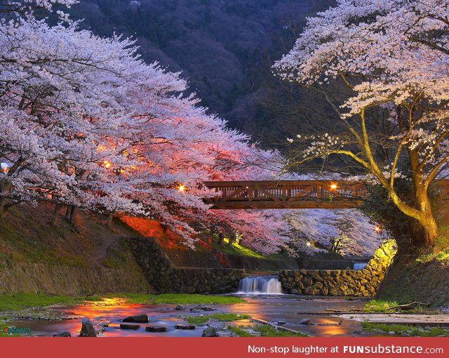 Cherry trees in Kyoto, Japan