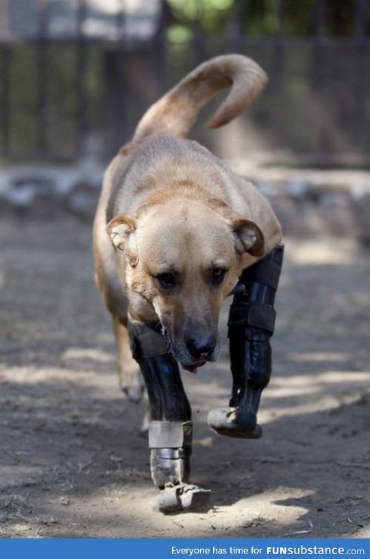 Awesome dog with bionic legs