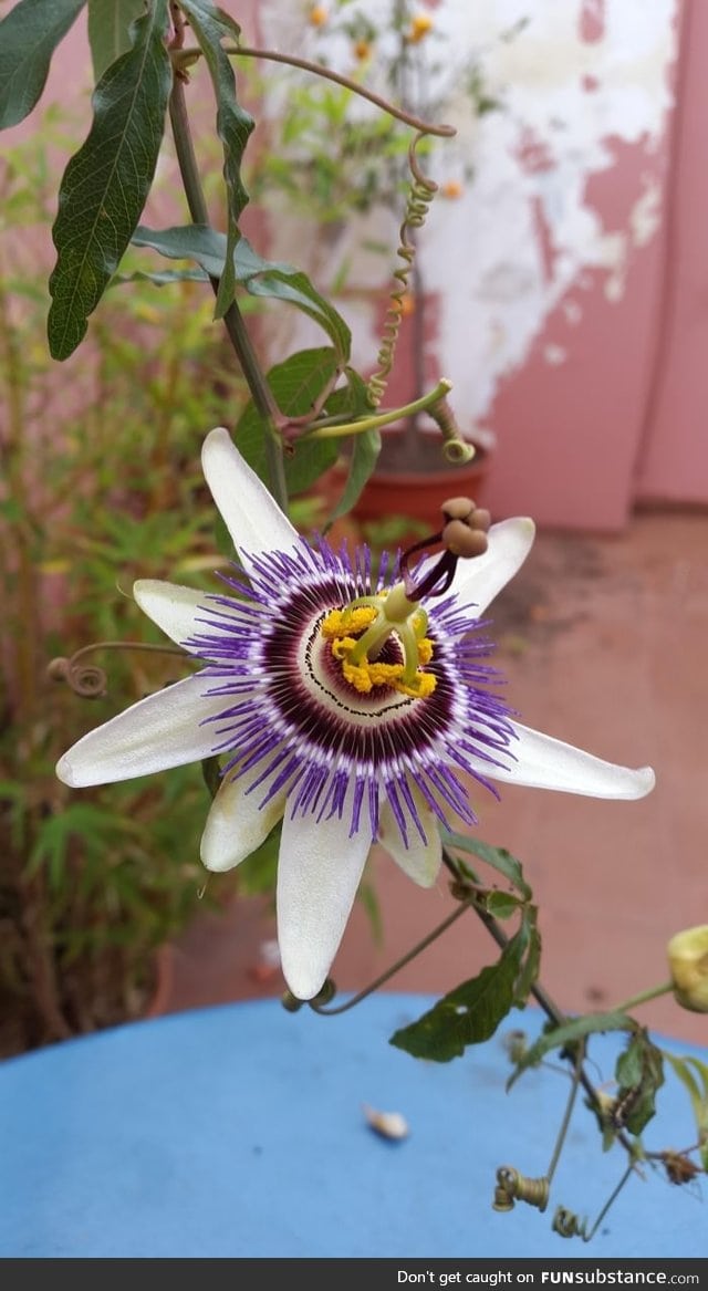 This flower at a friend's house