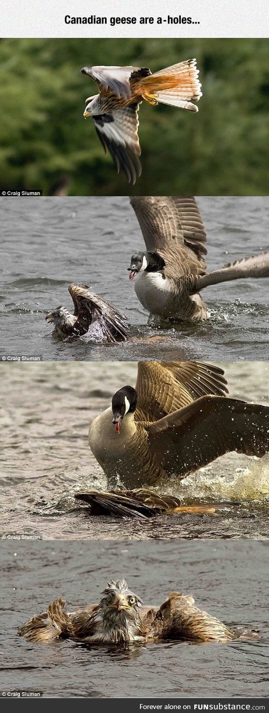 Beware of canadian geese