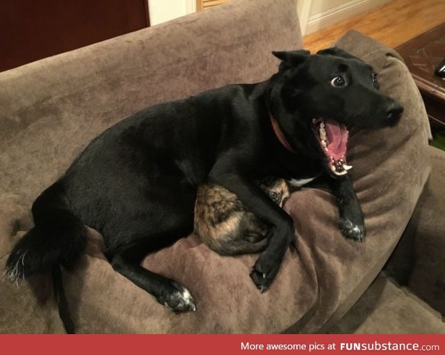 This overly excited dog protecting a kitten during a lightning storm!