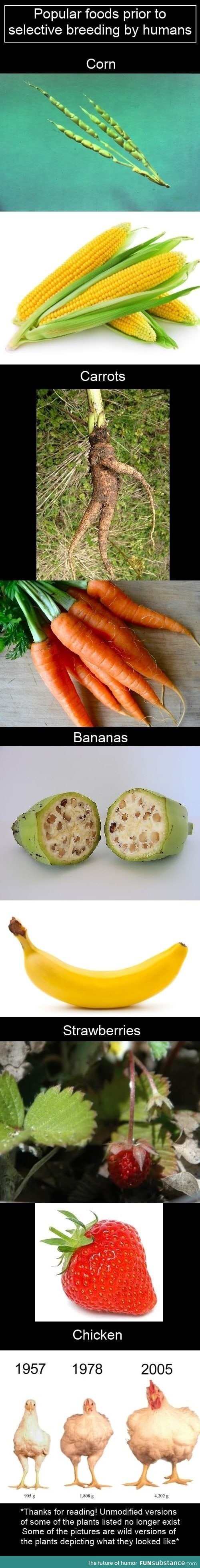 What foods used to look like before selective breeding by humans