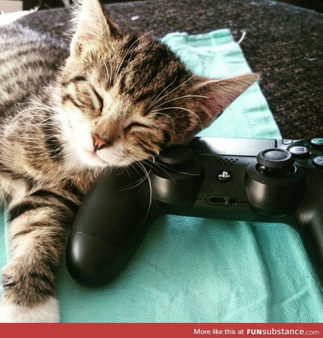 How can I play, if this little guy is always sleeping on there?
