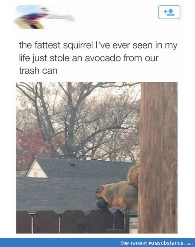 Look at this fat squirrel