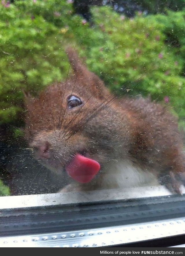 Squirrel licking a glass window
