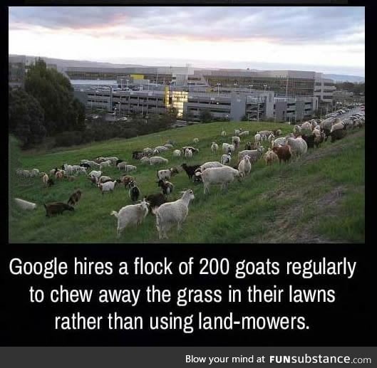 Google hiring goats, is this true?