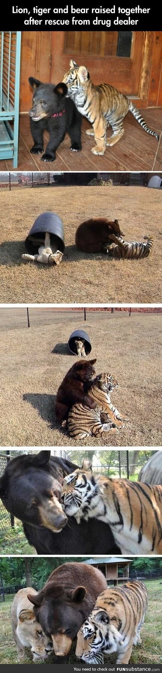 Baby tiger, lion and bear were raised together after being rescued from a drug dealer