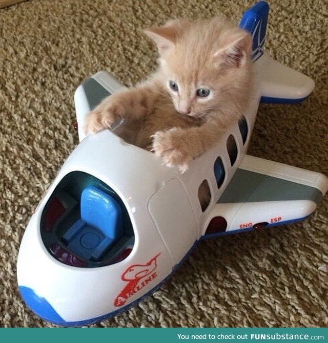 Kitten ready for takeoff