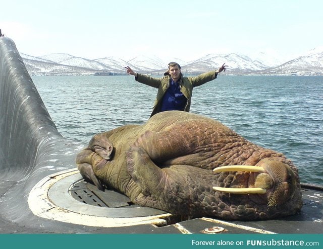 Sleeping walrus on a Russian submarine