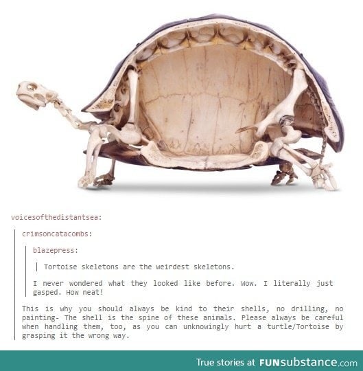 Tortoise have the weirdest skeletons