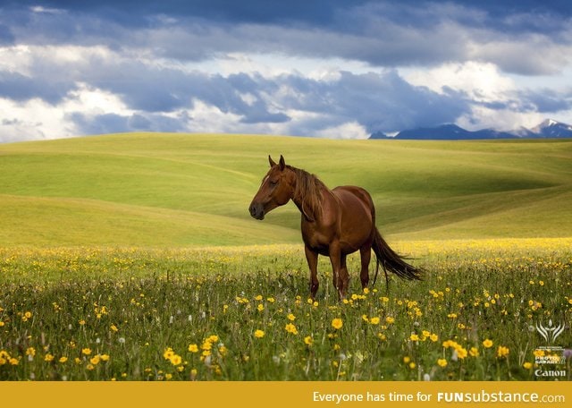 A lone horse on the vast expansive steppe of Kazakhstan