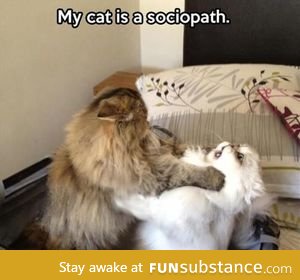 Cat Sociopath