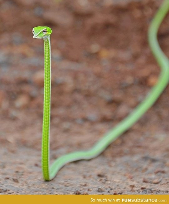 Vine Snake looks like a judgmental shoelace.