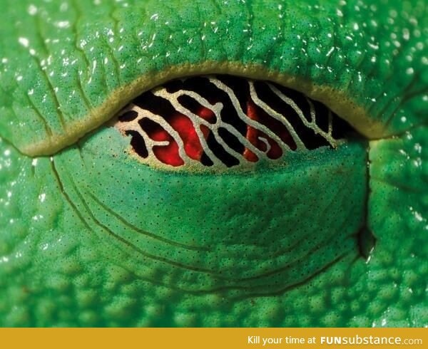 Eye of a Tree Frog