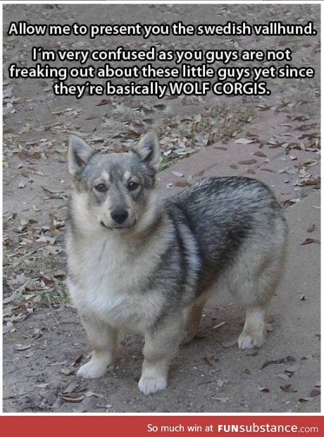 So husky wolf corgis exist
