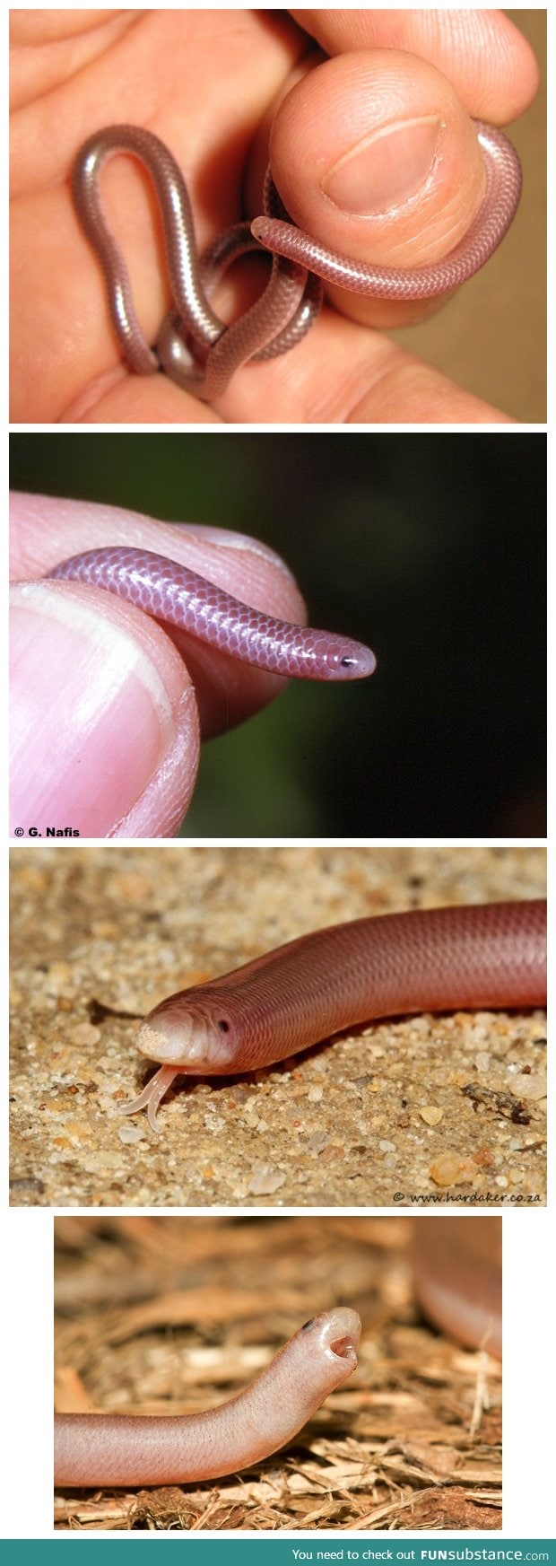 He’s a Western Blind Snake and he looks so happy!
