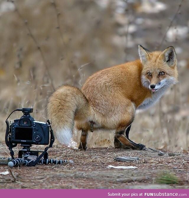 Such a photogenic fox. What beauty