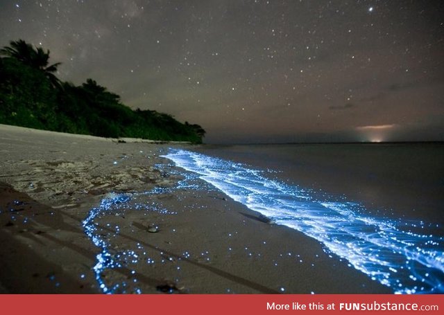 Bioluminescent plankton wash up on the shores of the Maldives  amazing!