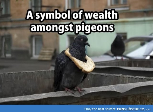 Pigeon swag