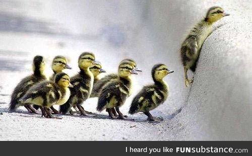 Follow mommy ducky!