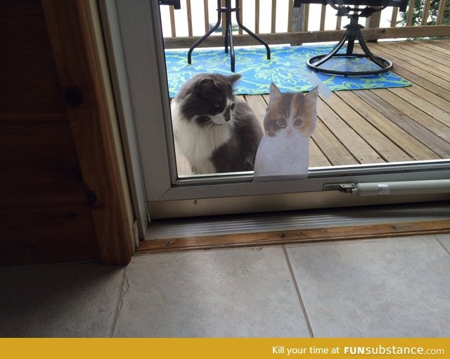 "I was desperate to find a cat, so I taped a decoy to my glass door... It worked"