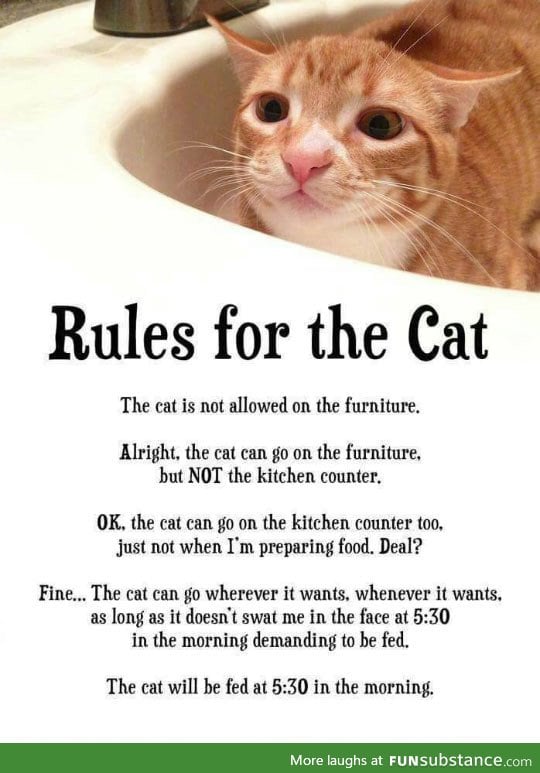 Rules for every cat