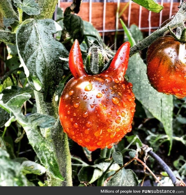 A tomato fit for Satan himself