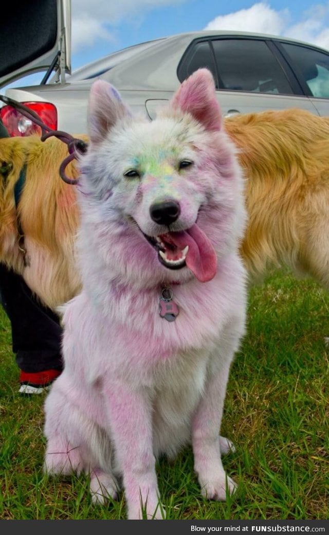 This dog went on a color run!